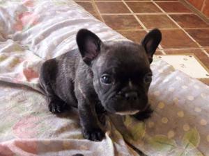 BULLDOG FRANCES 5