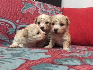 Cachorros BICHON FRIZE