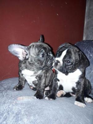 Cachorros bulldog francés