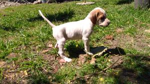 Vendo cachorros pionter braco cruza