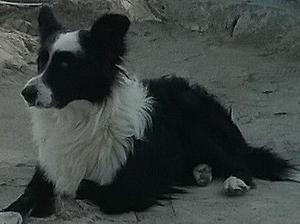 cachorros border collie