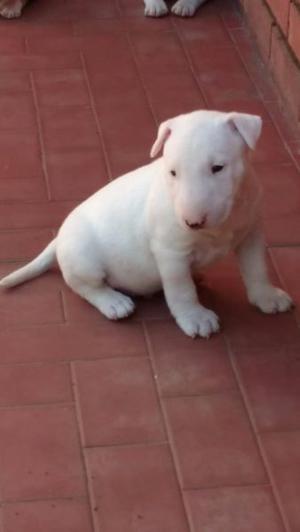 Cachorros Bull Terrier