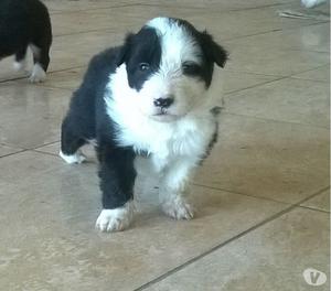 Cachorros border collie