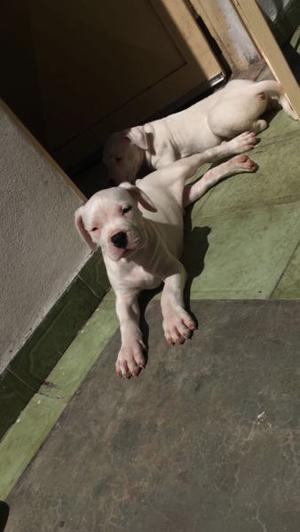 DOGO ARGENTINO PAPÁ CAMPEÓN