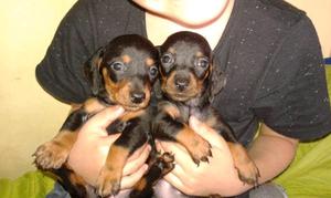 Exelente cachorra salchicha miniatura dachshund