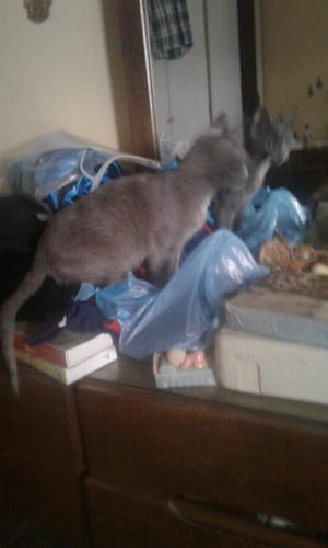 Gato azul ruso.