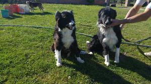 Vendo border collie. 45 dias.Cariñoso.. dulces