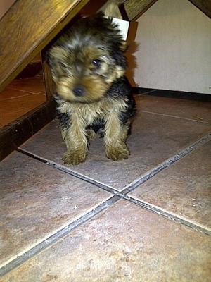 YORKSHIRE MINI CACHORROS