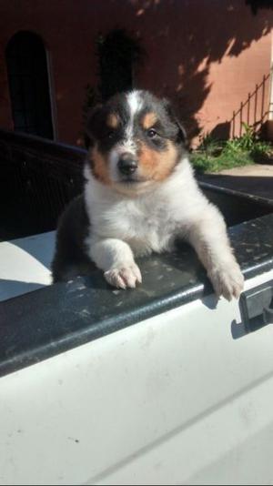 cachorro collie rough tricolor