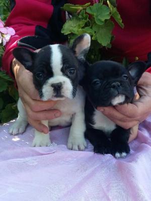 Cachorros Bulldog Frances