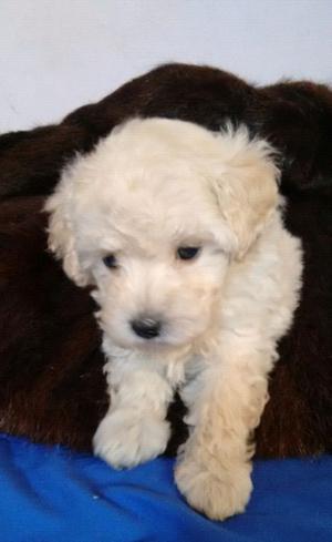 Caniche toy hembrita
