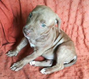 Hembra Pitbull - 2 meses