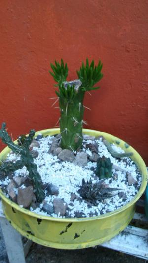 Popurri de cactus