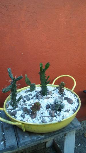 Variedad de cactus y suculentas