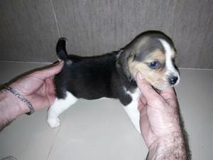 Beagle de 13 pulgadas