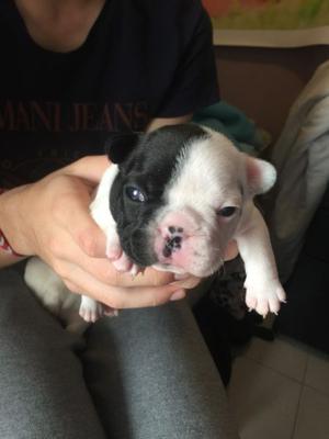 Bulldog Frances Vaquita