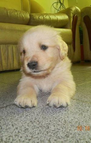 CACHORROS GOLDEN RETRIEVER