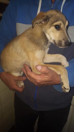 Cachorro en adopción