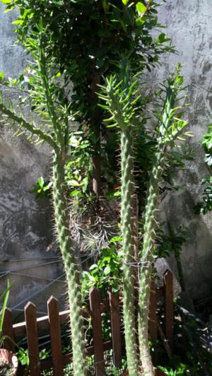 Cactus doble 1.65 m altura Envío gratis según zona