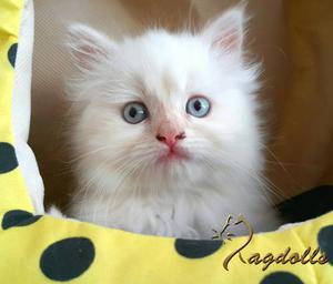 Exelente Ejemplar Ragdoll !!!!