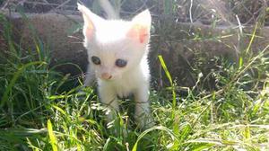 Gato Blanco (albino) Hembra Cachorro