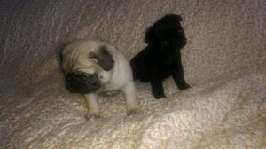 Pug Carlino cachorros