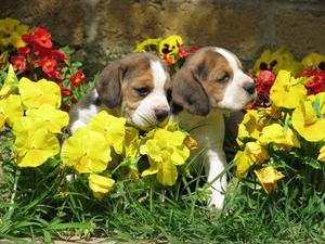 beagle cachorritos 