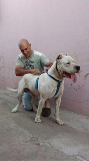 Cachorros dogo argentinos