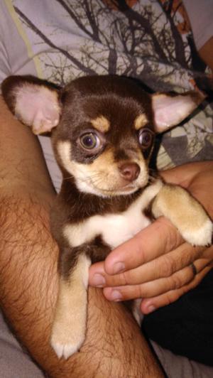 Chihuahua hembra chocolate