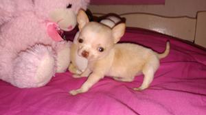 Chihuahua hembra super mini