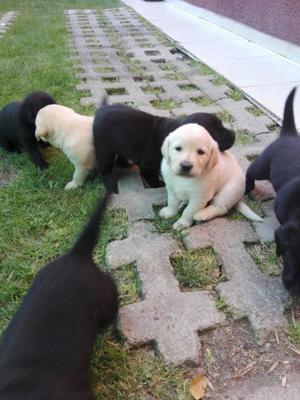 Labradores dorados y negros