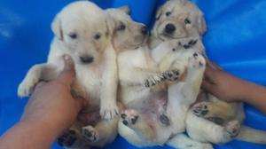 Vendo golde n retriever y yorkshire