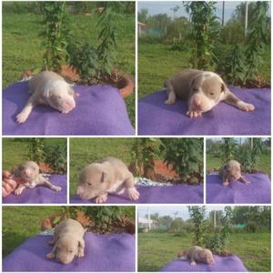 se venden cachorros de pitbull silver