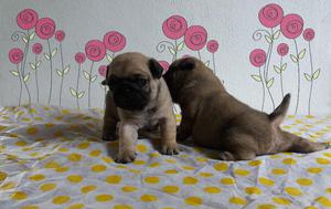 CACHORROS PUG CARLINO PARA RESERVAR!!! TARJETAS/ENVIOS