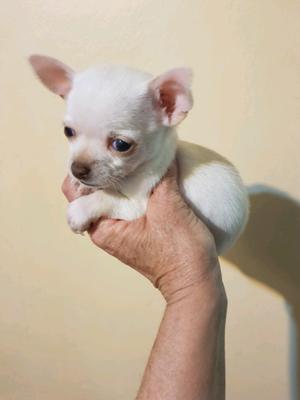 Chihuahua mini de bolsillo. Machito blanco con pedigre ACA