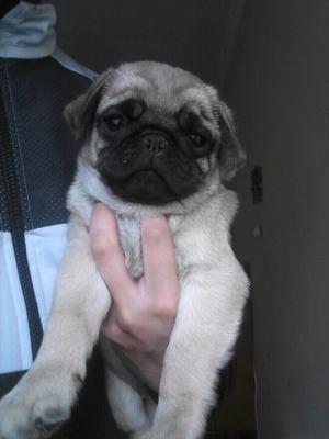 Hermoso machito pug carlino.