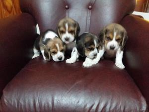 Hermosos Cachorros BEAGLES