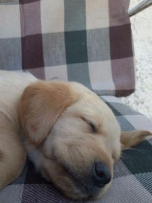 Liquido Cachorro Labrador