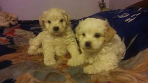 Se venden cachorros bichon frise