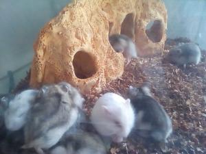 ceramica acuarios hamsters rusos