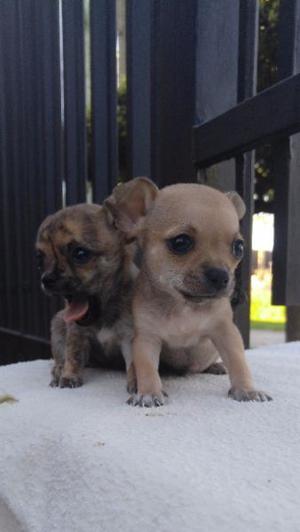 CHIHUAHUAS MINI SUPER CHIQUITOS!!