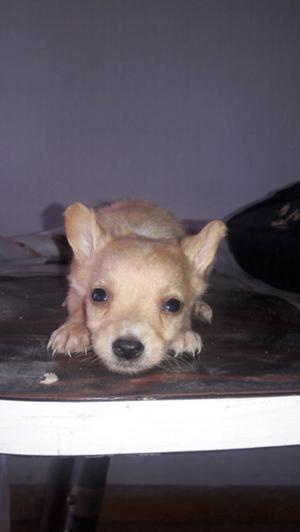 Chihuahua mini quedabun machito 2 meses