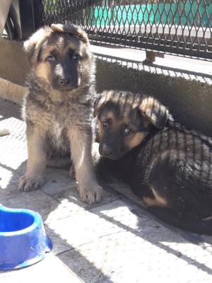 Vendo cachorro ovejero alemán