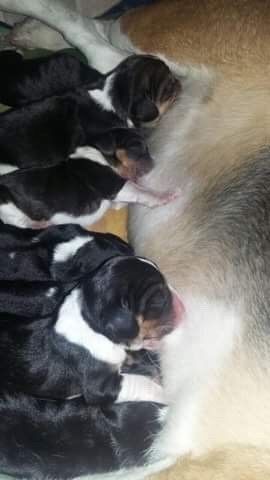 Cachorros beagle tricolor