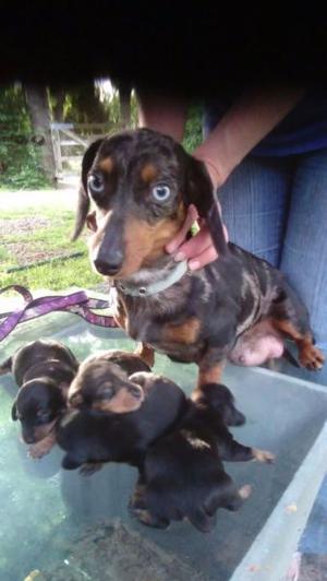 DACHSHUND MINI - SALCHICHA MINI