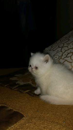 Gato persas blanco
