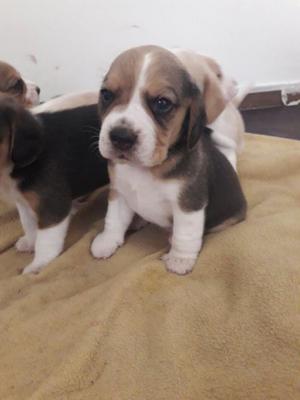 beagle bicolor tricolor de 13"