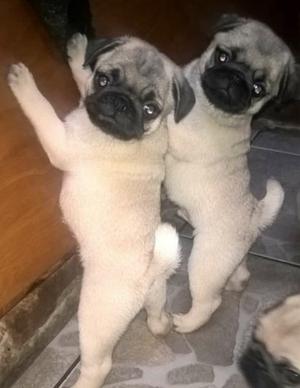 CACHORROS DE PUG IMPERDIBLES!!