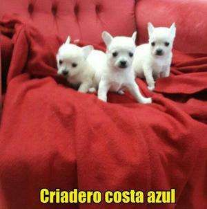 Chihuahuas Mini de Bolsillo