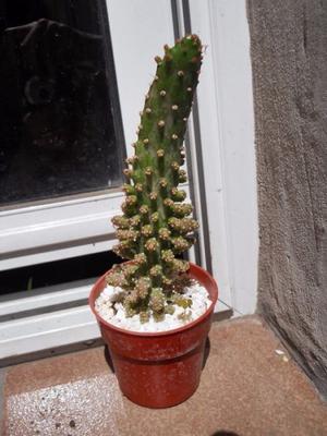 opuntia monacantha fma. variegada monstruosa M8